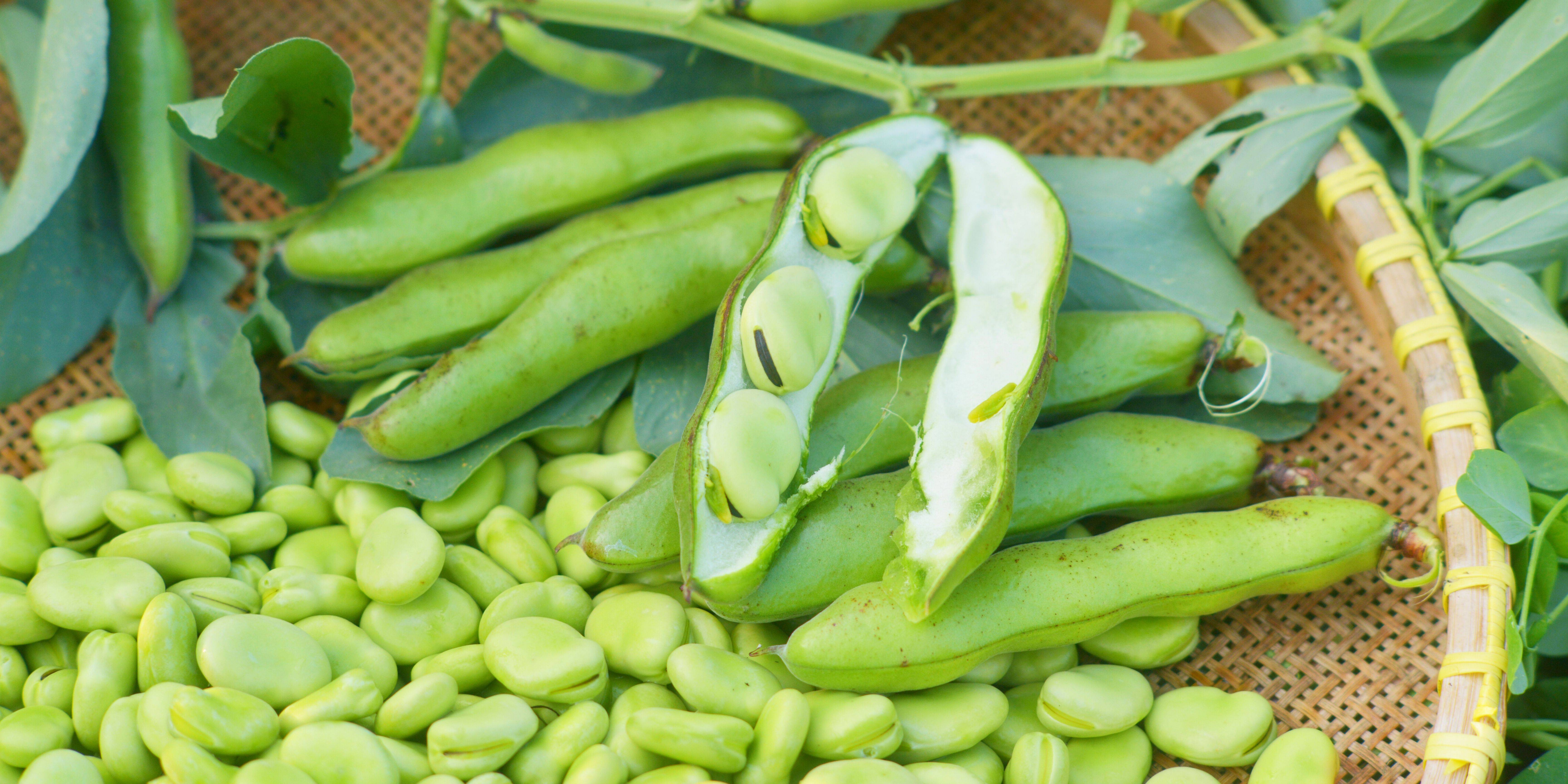 Broad Beans 3